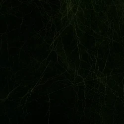 Athena - Kaki