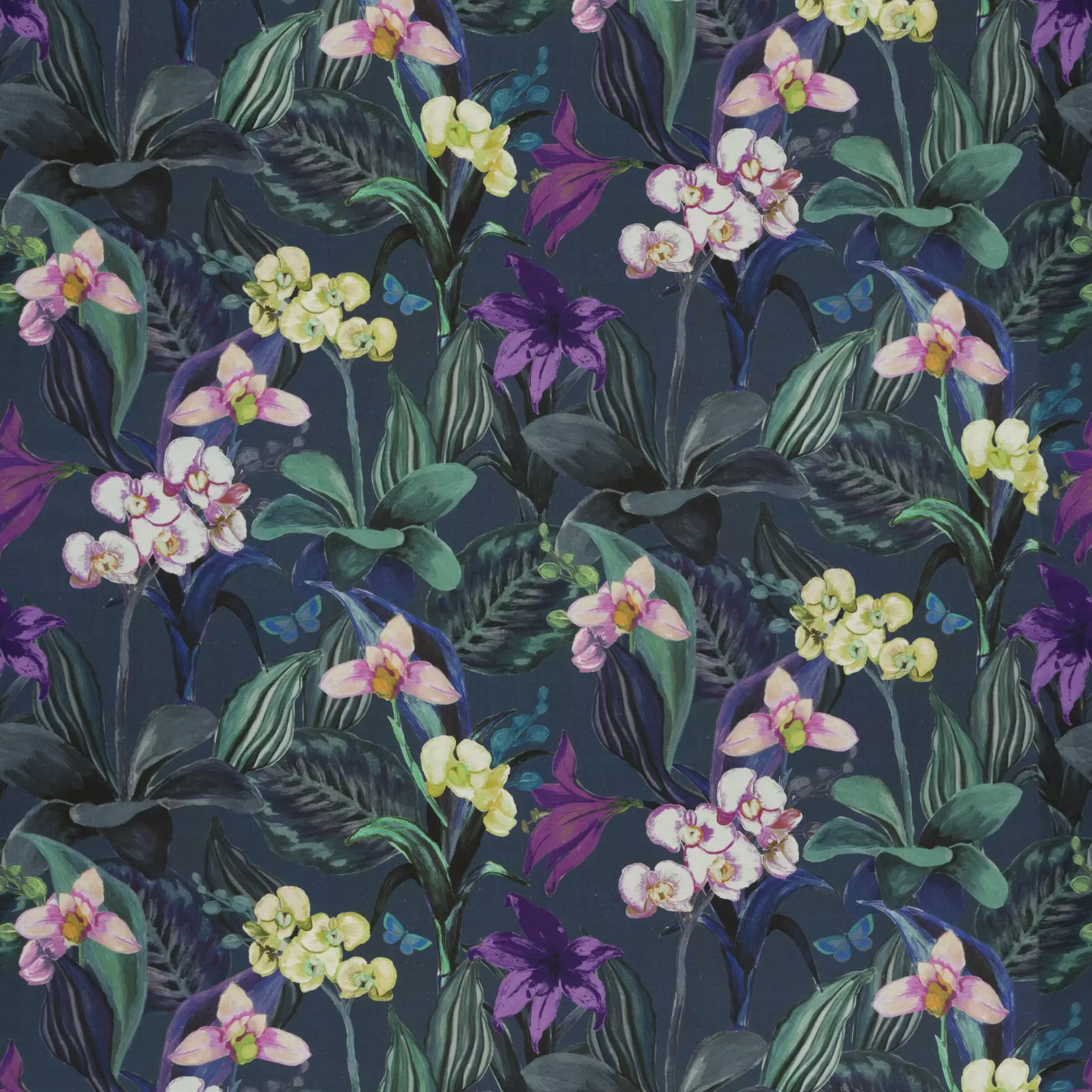 Orchid |  Ja8034-081