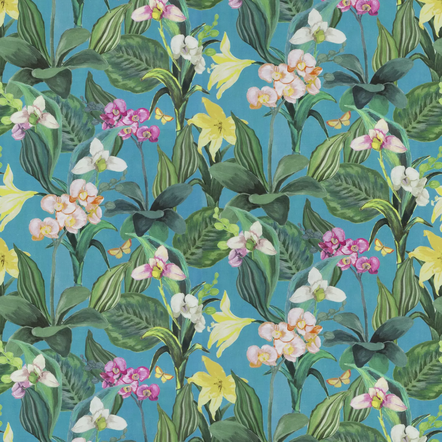 Orchid |  Ja8034-080