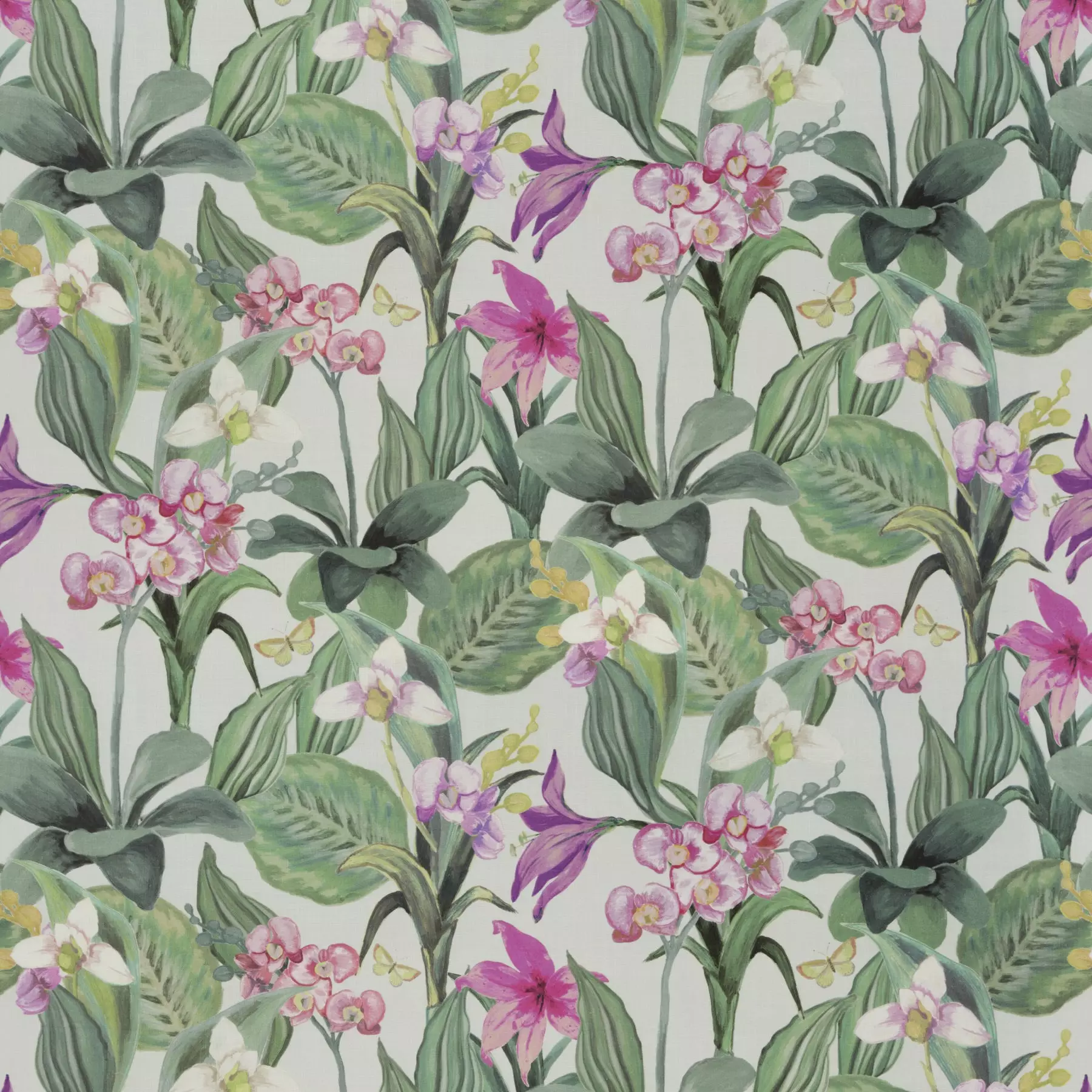 Orchid |  Ja8034-061