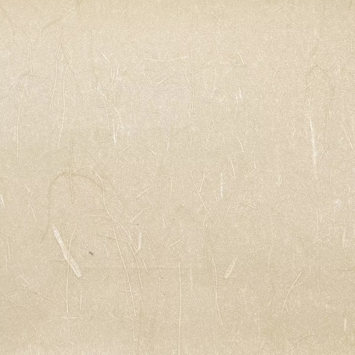 Rice Grass - CA8297/071