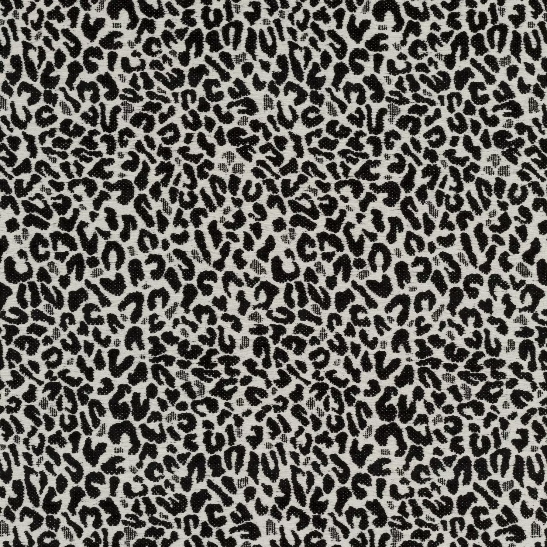 Cheetah - JA2128/099